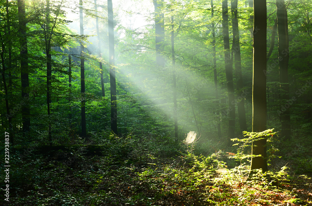 Obraz premium Morning in the forest