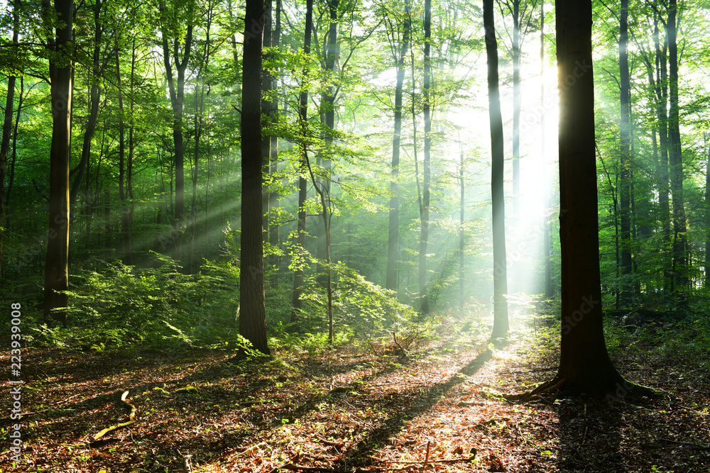 Fototapeta premium Morning in the forest