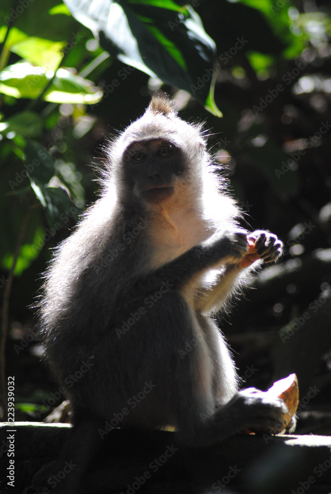 Fototapeta premium Long-tailed Macaque
