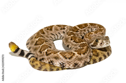 Western diamondback rattlesnake or Texas diamond-back (Crotalus atrox) on white background