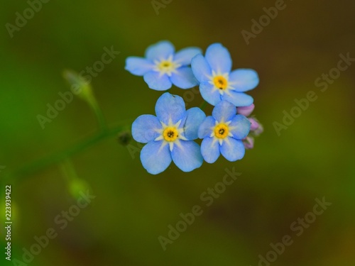 Little blue wild flowers in park