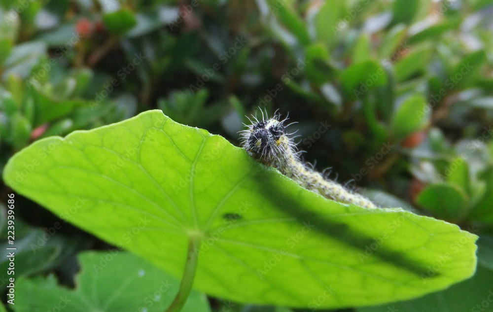  caterpillar on leaf