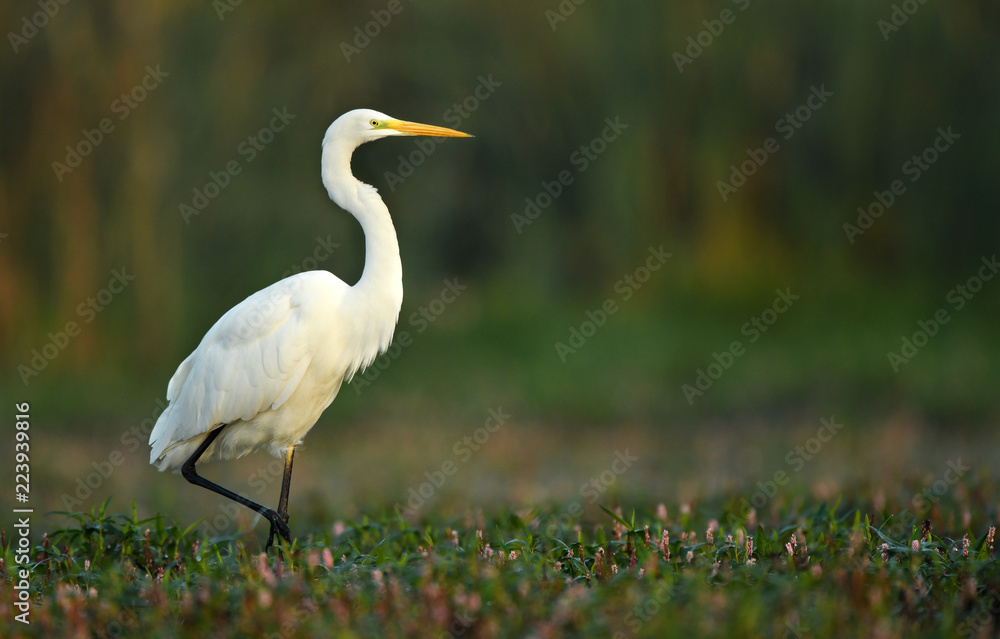 Obraz premium Great white egret (Egretta alba)