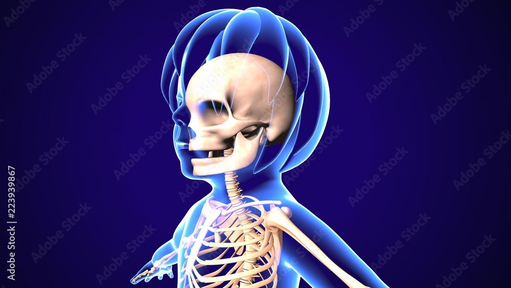 3D illustration of skull anatomy - part of human skeleton medical concept.
3D illustration of skull anatomy - part of human skeleton medical concept.