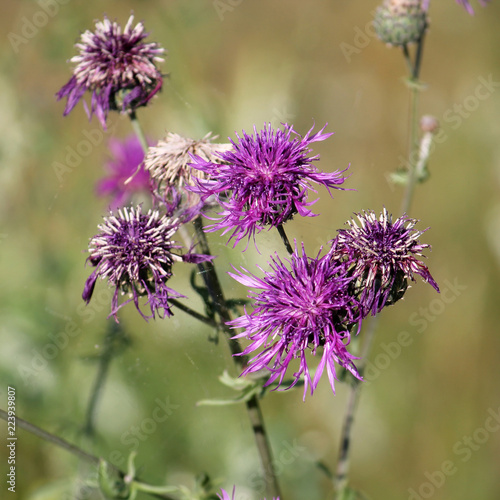 Purple flowers of Centaurea scabiosa or greater knapweed