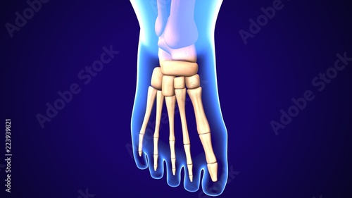 3d illustration of baby foot bone anatomy.