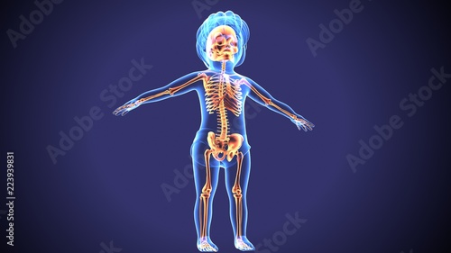 3d rendered illustration of a human skeleton   © PIC4U