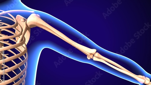 3D Illustration of Human Body Bone Joint Pains Anatomy (Scapula) 