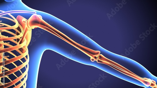 3D Illustration of Human Body Bone Joint Pains Anatomy (Scapula) 