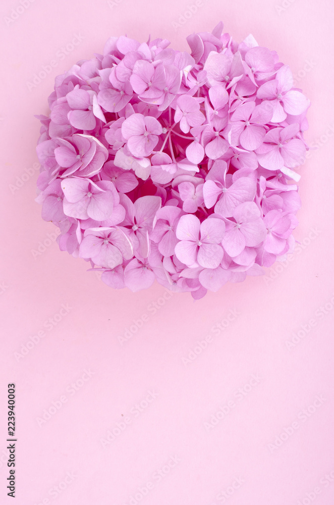 Layout from pink hydrangea flower on bright background