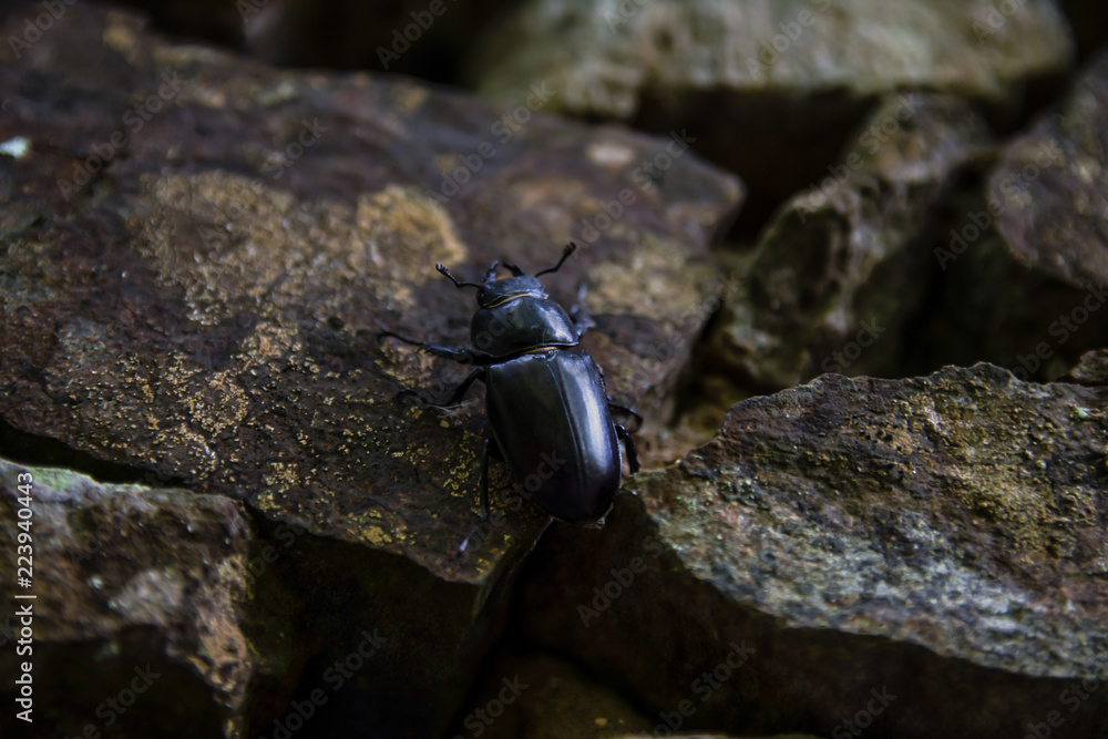 black beetle on top of stones black beetle on top of stones