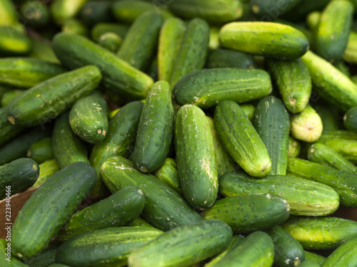 Fresh cucumbers kirby photo