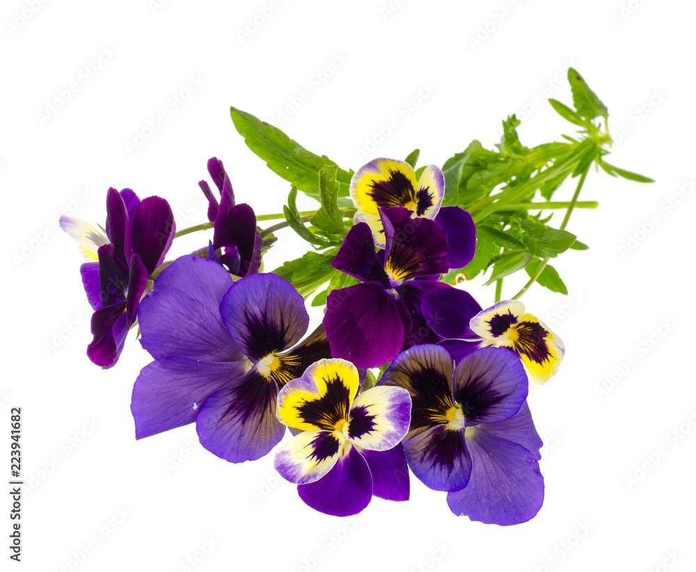 Fototapeta premium Viola tricolor var. hortensis on white background