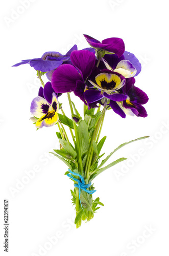 Viola tricolor var. hortensis on white background