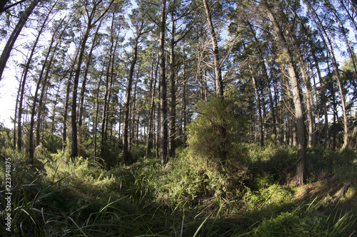 Wide angle landscape of forest
