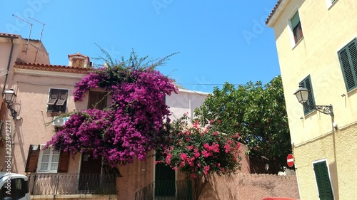 house with flowers