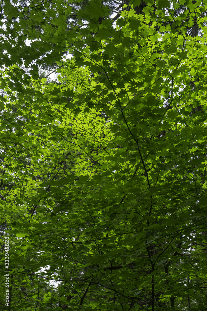 Bright green tree leaves against sky nature Bright green tree leaves against sky nature