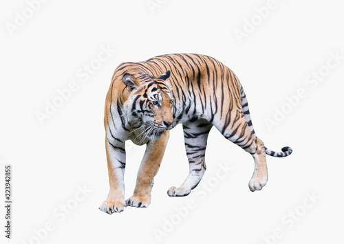 Fototapeta Naklejka Na Ścianę i Meble -  tiger action isolate on white