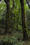 Pacific Northwest forest trees and hiking trail 