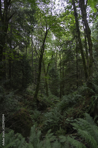 Pacific Northwest forest trees and hiking trail  © Erin