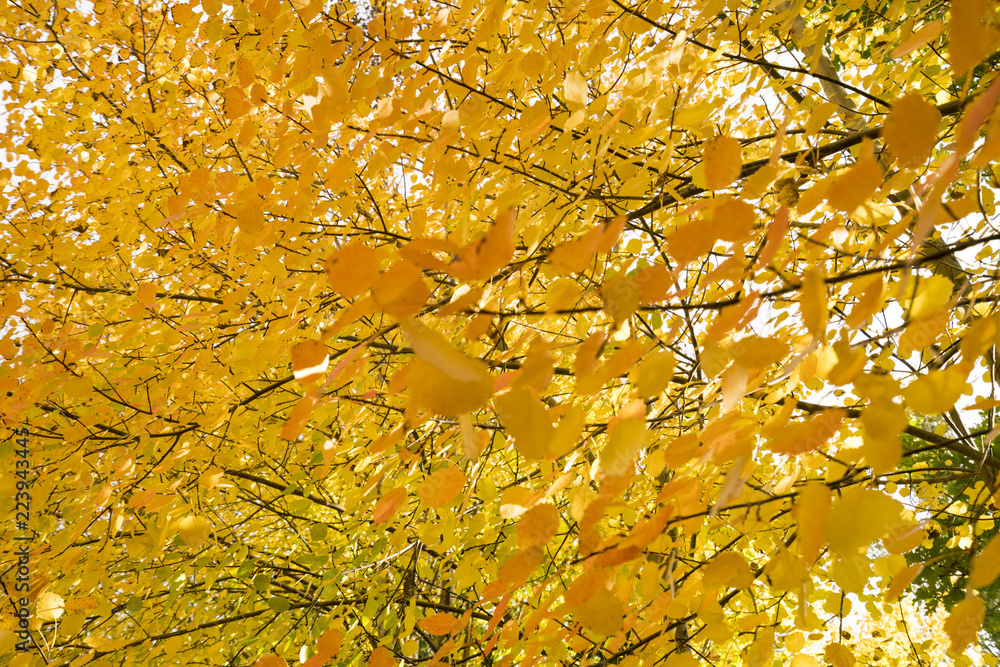 Golden Autumn leaves in Mount Macedon near Melbourne Victoria, Australia Golden Autumn leaves in Mount Macedon near Melbourne Victoria, Australia