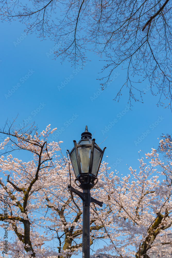 Street light with Cherry blossoms, Tokyo, Japan. Street light with Cherry blossoms, Tokyo, Japan.