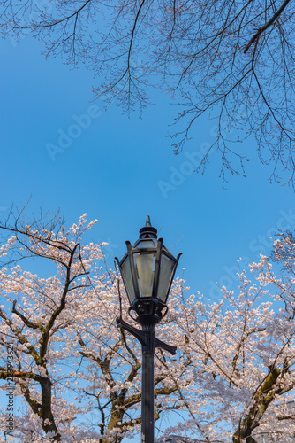 Street light with Cherry blossoms, Tokyo, Japan.