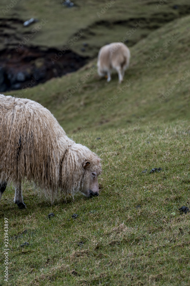 Fototapeta premium faeroe fields sheep