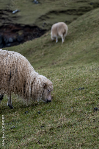 faeroe fields sheep