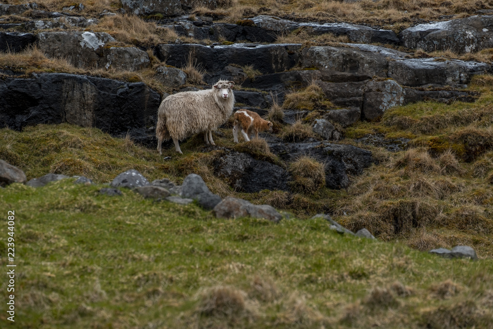 sheep in faeroe sheep in faeroe