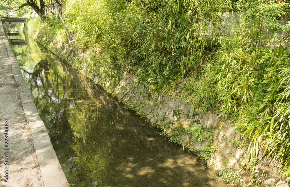 Obraz premium Philosopher's Path Kyoto, Japan. Sunlight filtering trhough bamboo leaves