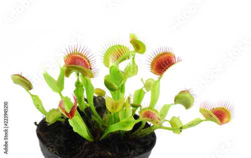 close up on venus flytrap isolated on white background photo