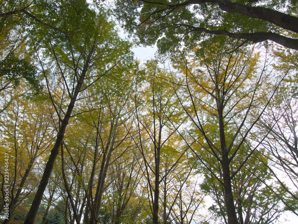 秋模様・紅葉の森 秋模様・紅葉の森