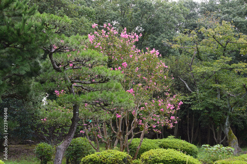 ピンク色のサルスベリが咲いている日本庭園の風景