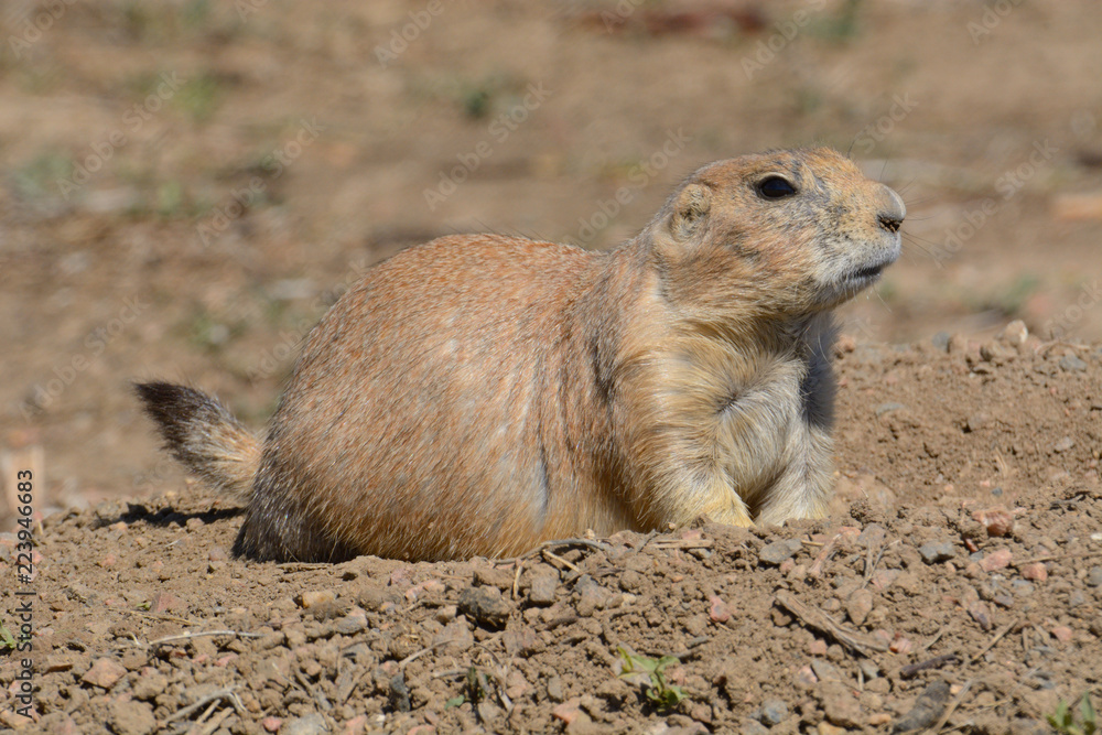 Alert Black-tailed prairie dog or Cynomys ludovicianus watching at top of burrow hole in dirt field Alert Black-tailed prairie dog or Cynomys ludovicianus watching at top of burrow hole in dirt field