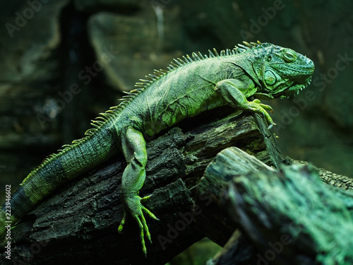 Close-up of a resting orange colored male green iguana