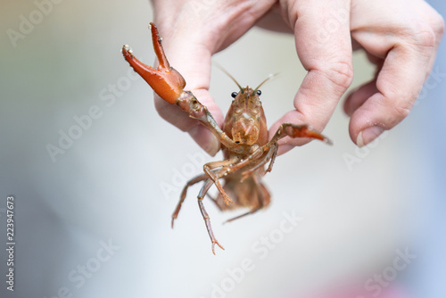Person holding crayfish with two fingers