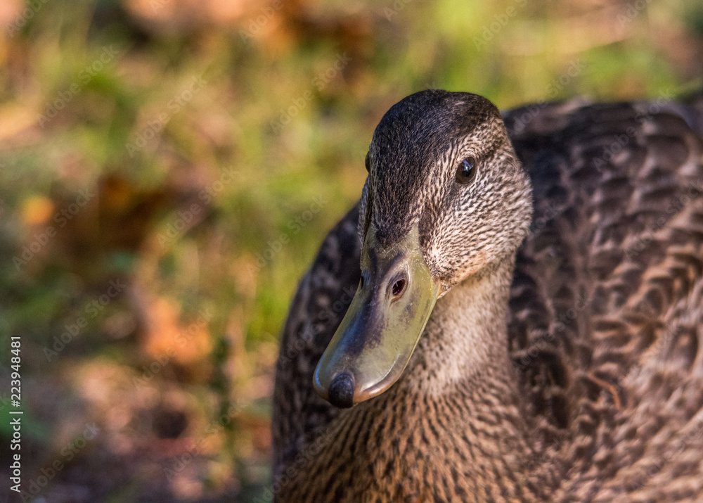 Sunset on a Mallard Duck with Beautiful Fall Bokeh, Lamarche, Quebec, Canada Sunset on a Mallard Duck with Beautiful Fall Bokeh, Lamarche, Quebec, Canada