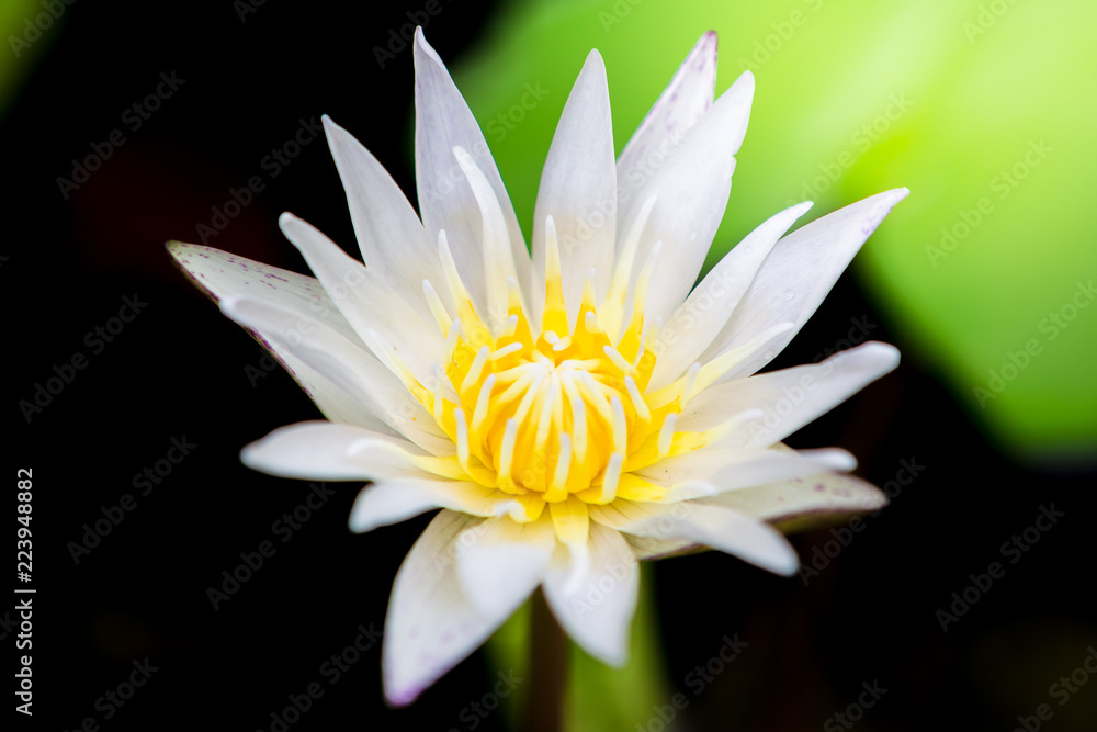 beautiful white lotus bloom beautiful white lotus bloom