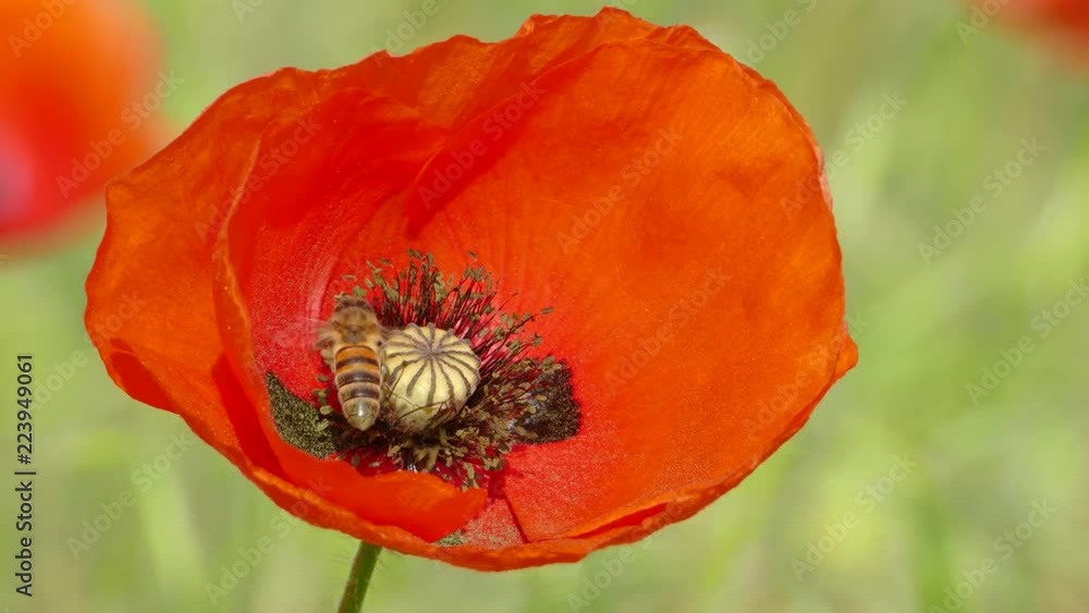 The bee collects the nectar from the flower The bee collects the nectar from the flower
