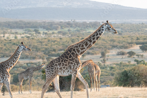 giraffes in Masai Mara, Kenya.