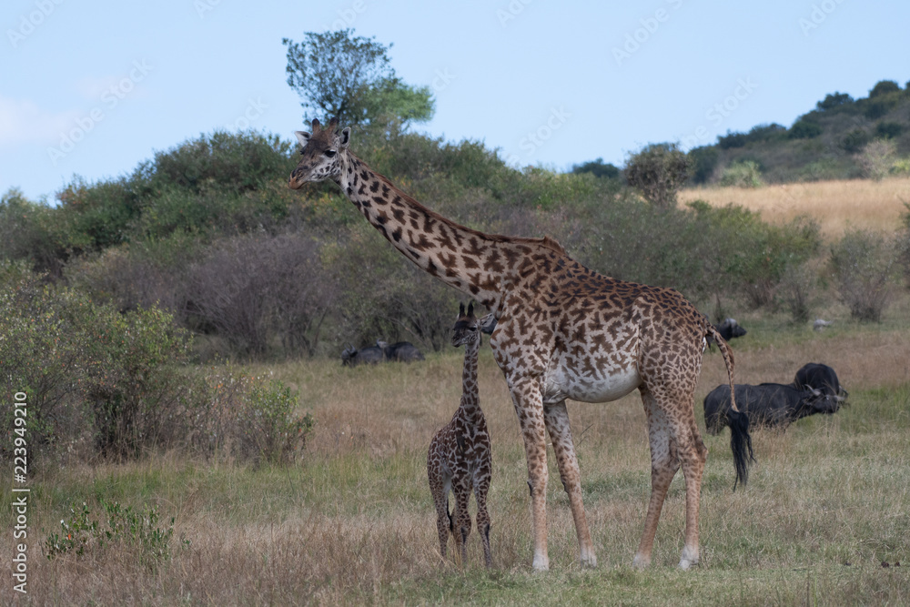 Obraz premium Child of giraffe in Masai Mara, Kenya.