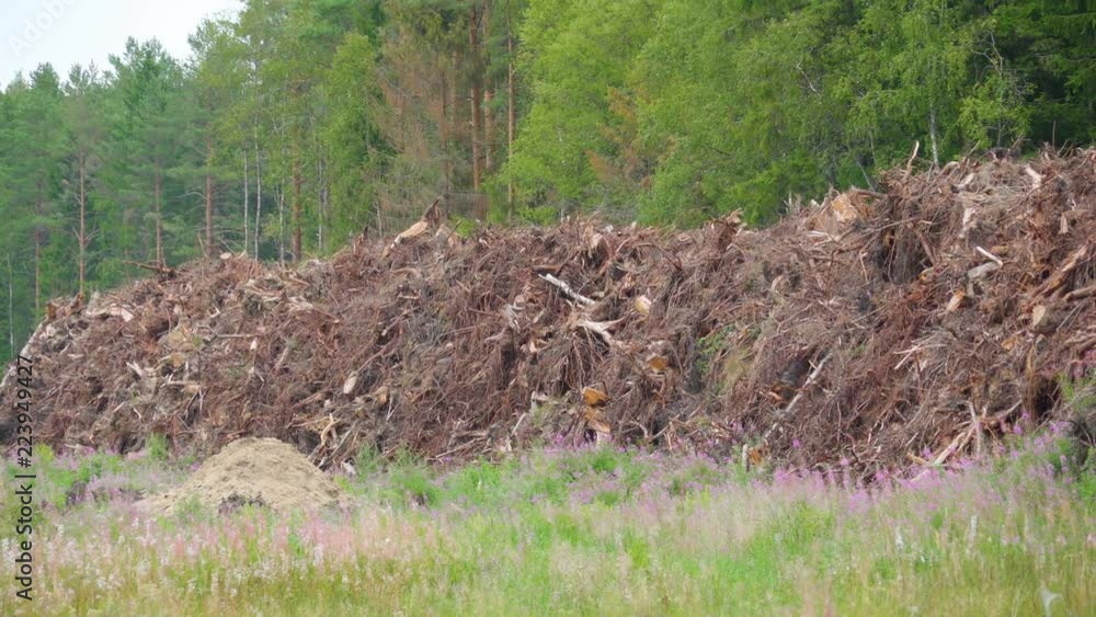 19837_The_heap_of_soil_with_the_roots_of_the_trees_on_it.mov 19837_The_heap_of_soil_with_the_roots_of_the_trees_on_it.mov