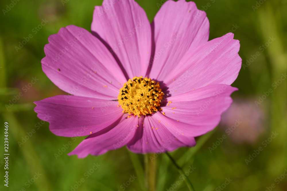 Pink cosmos flowers are blooming. Yellow pollen looks very good. It is often seen in Japanese summer. I get a bright impression. Pink cosmos flowers are blooming. Yellow pollen looks very good. It is often seen in Japanese summer. I get a bright impression.