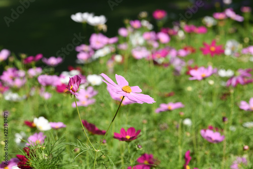 White, red and pink cosmos flowers are blooming. Yellow pollen looks very good. It is often seen in Japanese summer. I get a bright impression. © Tom Spark