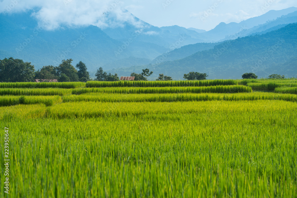 green Rice Field and mountain background