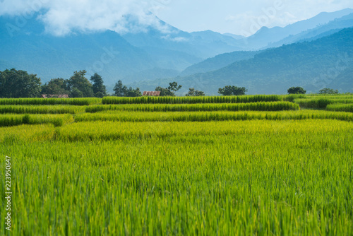 green Rice Field and mountain background
