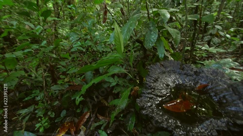 A giant bracket fungus growing in pristine tropical rainforest. It is holding a pool of water, breeding ground for mosquito larvae as well as certain species of frogs. In the Ecuadorian Amazon. photo