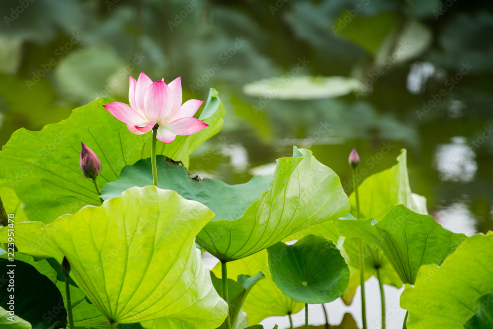 Pink Water lily blooming lotus flower