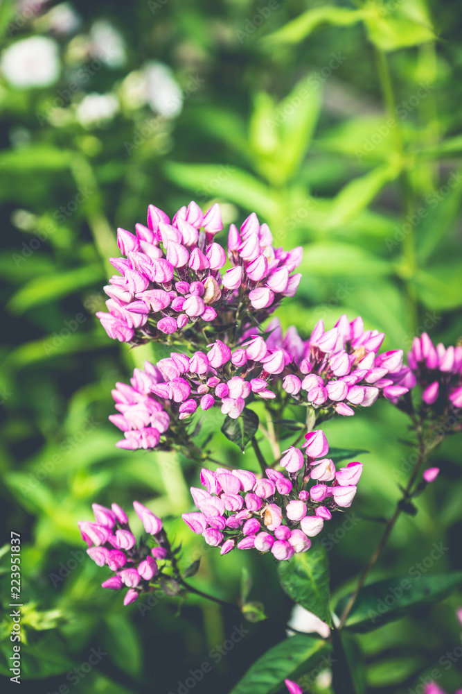 Phlox in the garden. Shallow depth of field. Phlox in the garden. Shallow depth of field.